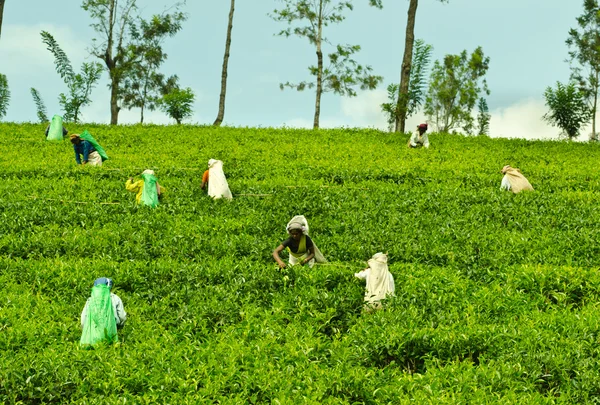 Tea picking in Sri Lanka hill country — Stock Photo, Image