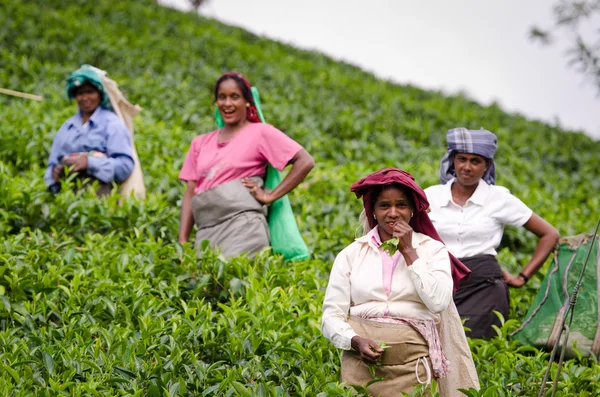 Laughing tea pickers — Stock Photo, Image