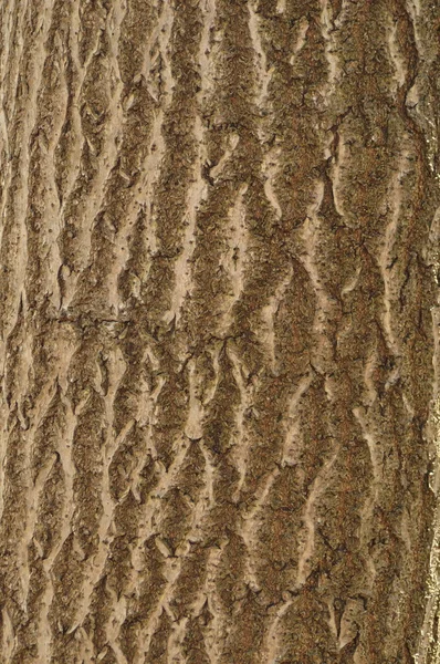 Ścier drzewny — Zdjęcie stockowe