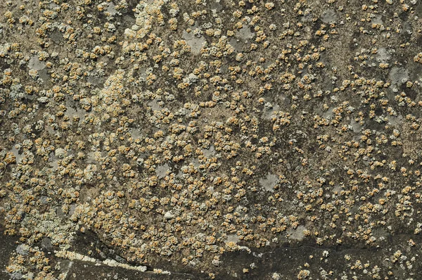 Eski taş dokusu — Stok fotoğraf