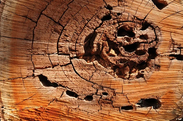 Circle wood cut — Stock Photo, Image