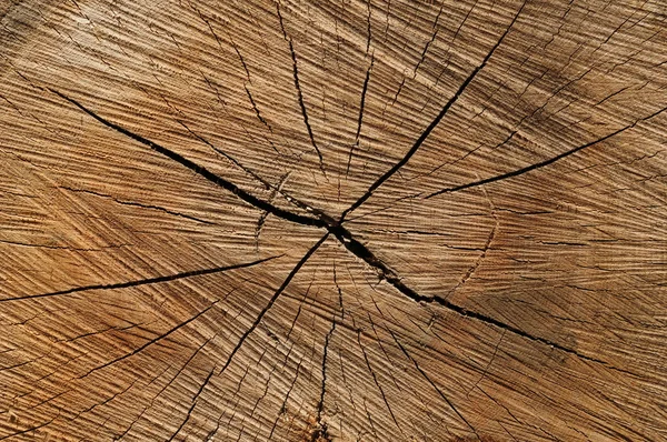 Circle wood cut — Stock Photo, Image