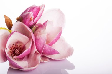 Beautiful magnolia isolated on white background clipart