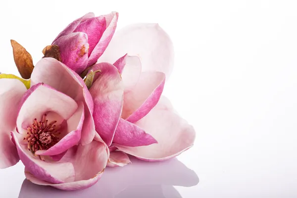 Beautiful magnolia isolated on white background — Stock Photo, Image