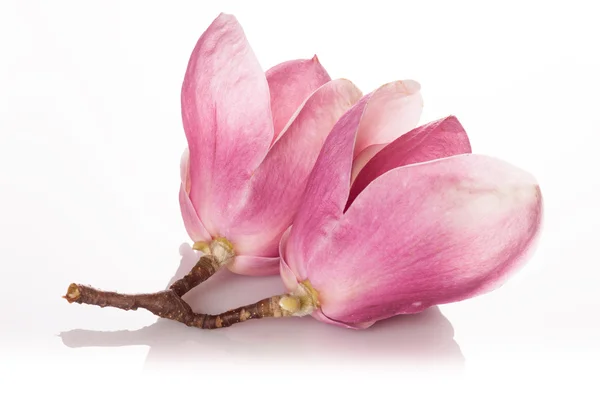 Bella magnolia isolata su sfondo bianco — Foto Stock