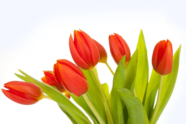 Красные тюльпаны на белом фоне — стоковое фото