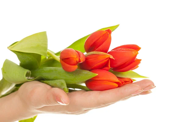 Tulip in hands — Stock Photo, Image