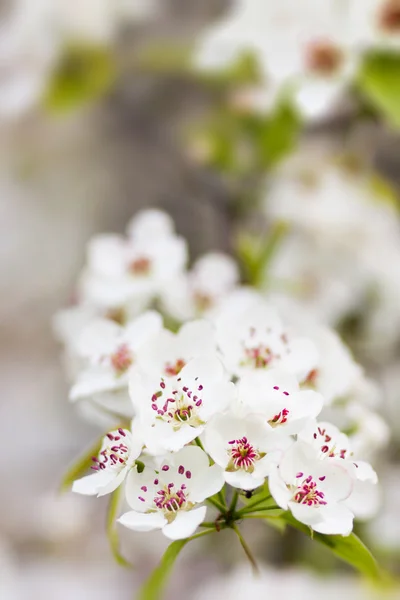 Árbol floreciente en primavera con flores blancas — Foto de Stock