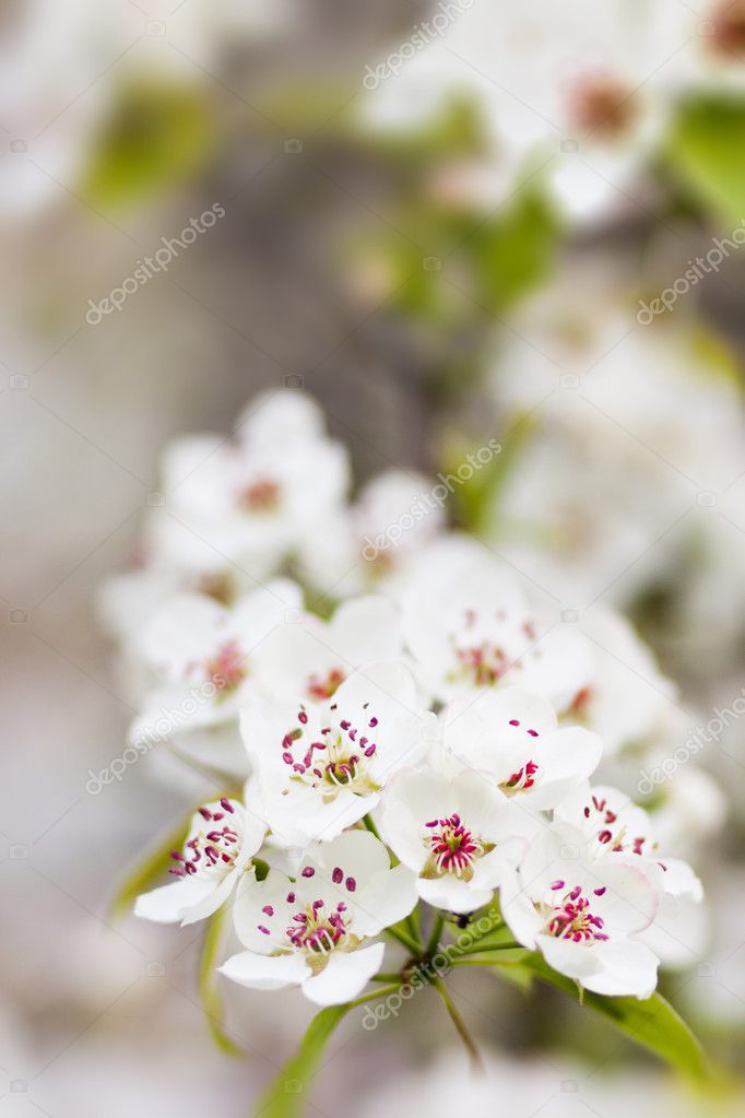 Blooming tree in spring with white flowers