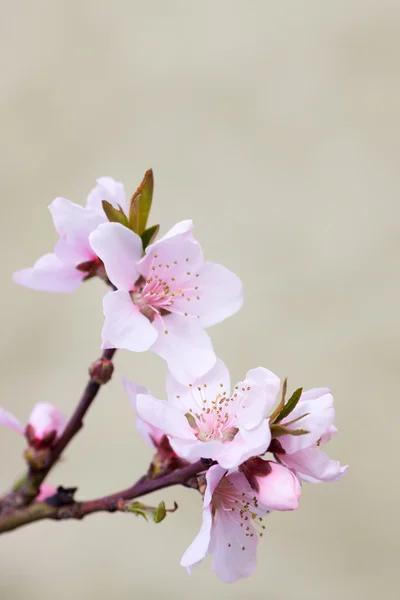 Blooming tree in spring with pink flowers — Stock Photo, Image