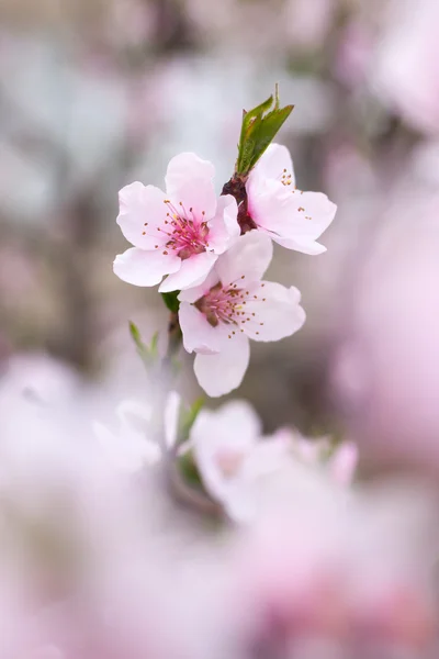 Árbol floreciente en primavera con flores rosas — Foto de Stock