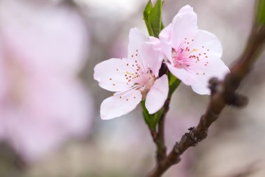 pembe çiçekleri ile taze, Bahar ağacı