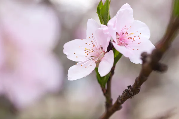 ピンク色の花を持つ、新鮮な春のツリー — ストック写真