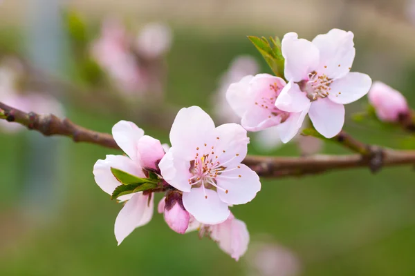 Свіжа, весняна ялинка з рожевими квітами — стокове фото