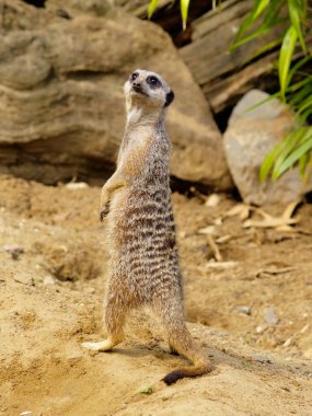 Suricate