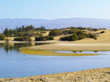 Maspalomas dunes, gran canaria, Kanarya Adaları, İspanya