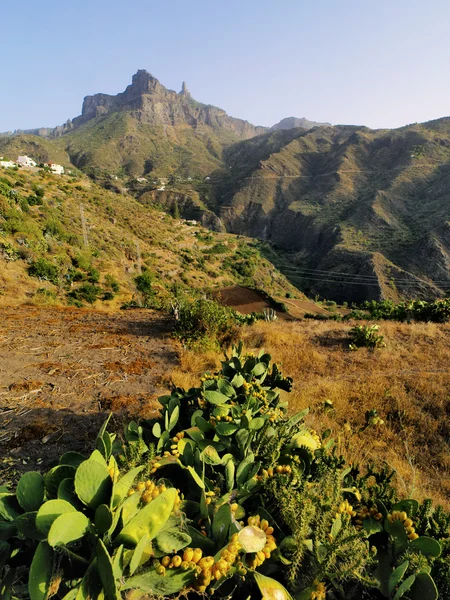 Tejeda，格兰加那利岛，加那利群岛西班牙 — 图库照片