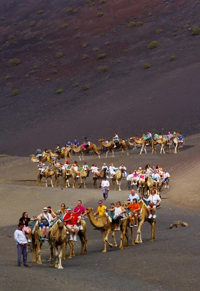Kameel rijden in nationaal park timanfaya, lanzarote, Canarische eilanden, Spanje — Stockfoto