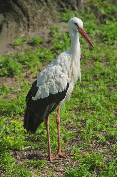 stock image White stork