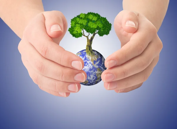Handen en aarde en de boom — Stockfoto