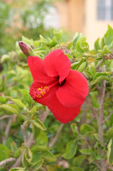 Flor de hibisco — Foto de Stock