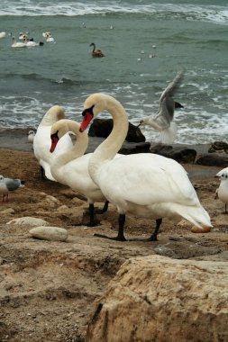 White Swans On Rocks Near Ocean clipart