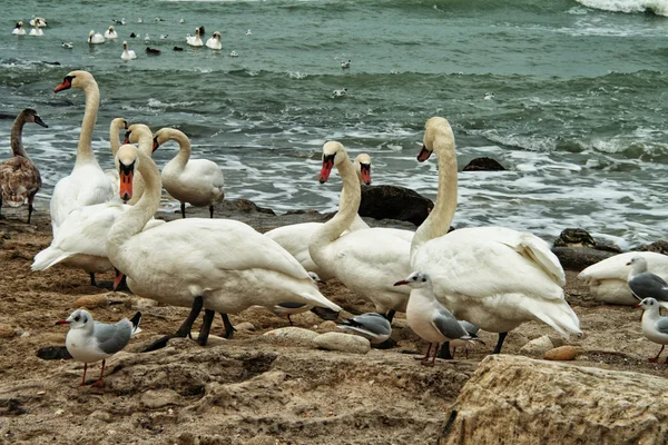 Beyaz kuğular üzerinde kayalık deniz kıyısı