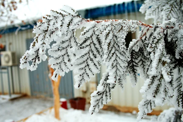 stock image Thuja covered with frost.