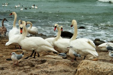 Beyaz kuğular üzerinde kayalık deniz kıyısı