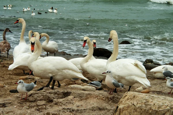 stock image White Swans On Rocky Seashore