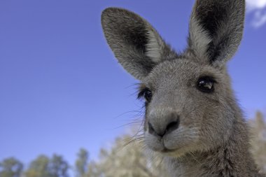 Close up of Kangaroo clipart