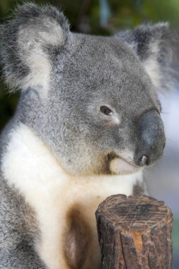 bir ağaç üzerinde Koala