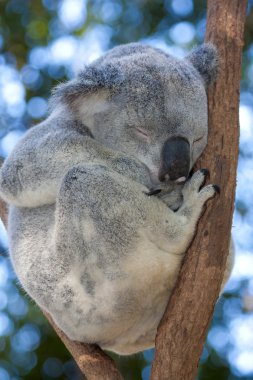 Koala ağaçta uyuyor.