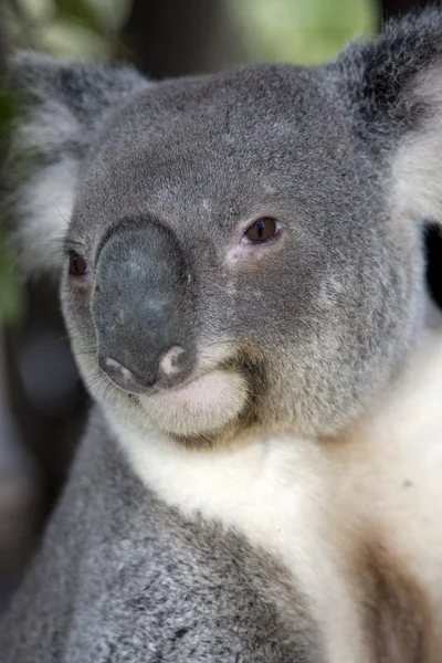 Retrato de coala — Fotografia de Stock