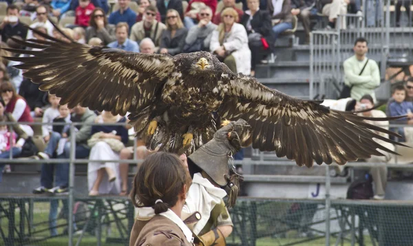 stock image Eagle flying to get food