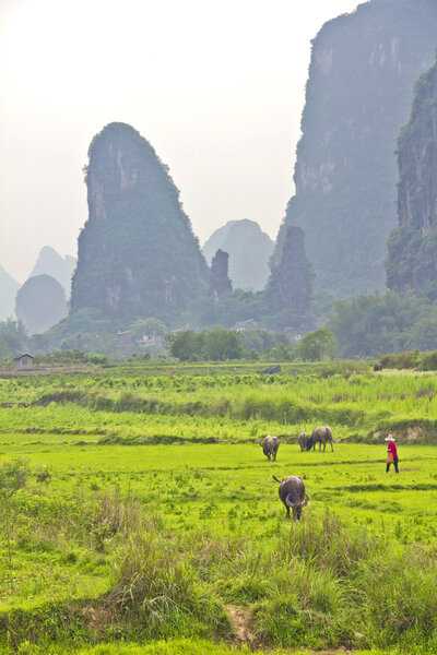 Китайская рисовая плантация
