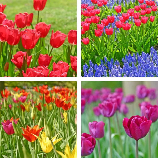 Campos de tulipas — Fotografia de Stock