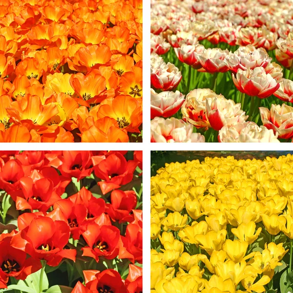 Colagem de campos de tulipa — Fotografia de Stock