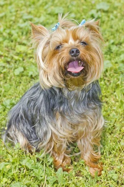 Yorkshire terrier on the grass — Stock Photo, Image