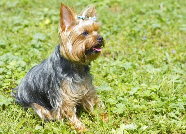 stock image Female Yorkshire Terrier on the grass