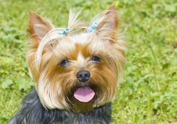 Yorkshire terrier portre