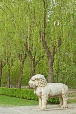 Avenue, hayvanlar, beijing, Çin.