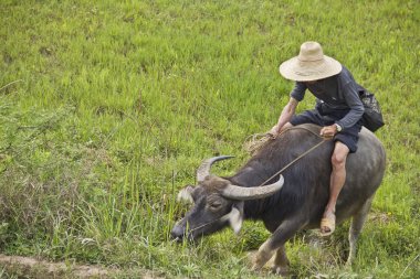pirinç ekimi azimle Çinli çiftçi onun buffalo rehberlik
