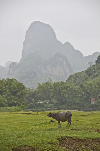 Buffalo in Yangshuo — Stock Photo, Image