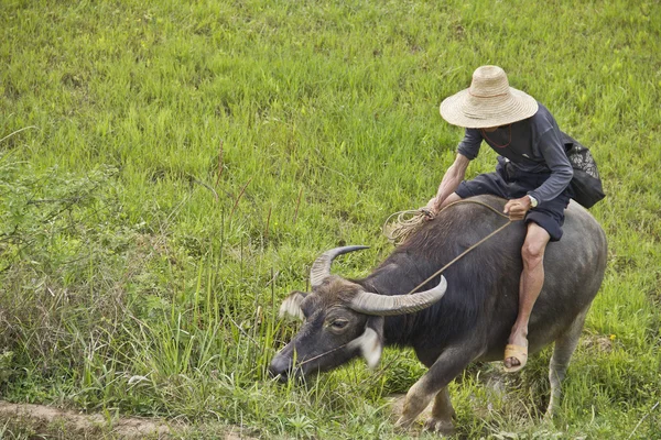 Agricoltore cinese guida il suo bufalo per arare il riso piantagione — Foto Stock