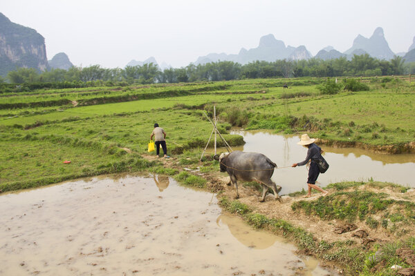 Типичная рисовая плантация
