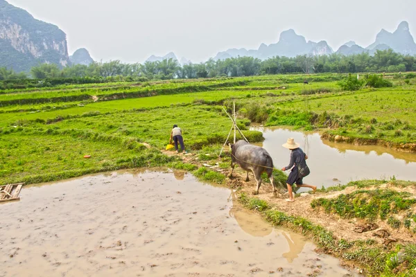 Typical rice plantation — Stock Photo, Image