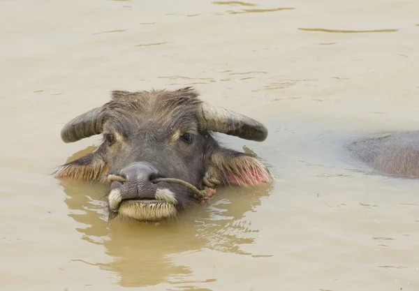 Water buffalo in de rivier — Stockfoto