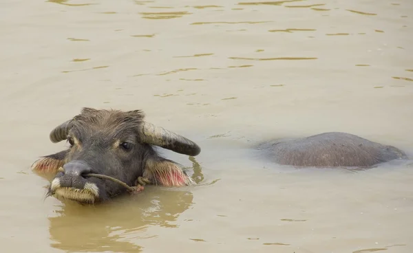 Water buffalo verfrissende zichzelf in een rivier — Stockfoto