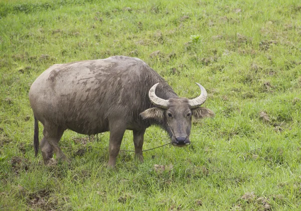 Čínská buffalo v městě yangshuo — Stock fotografie